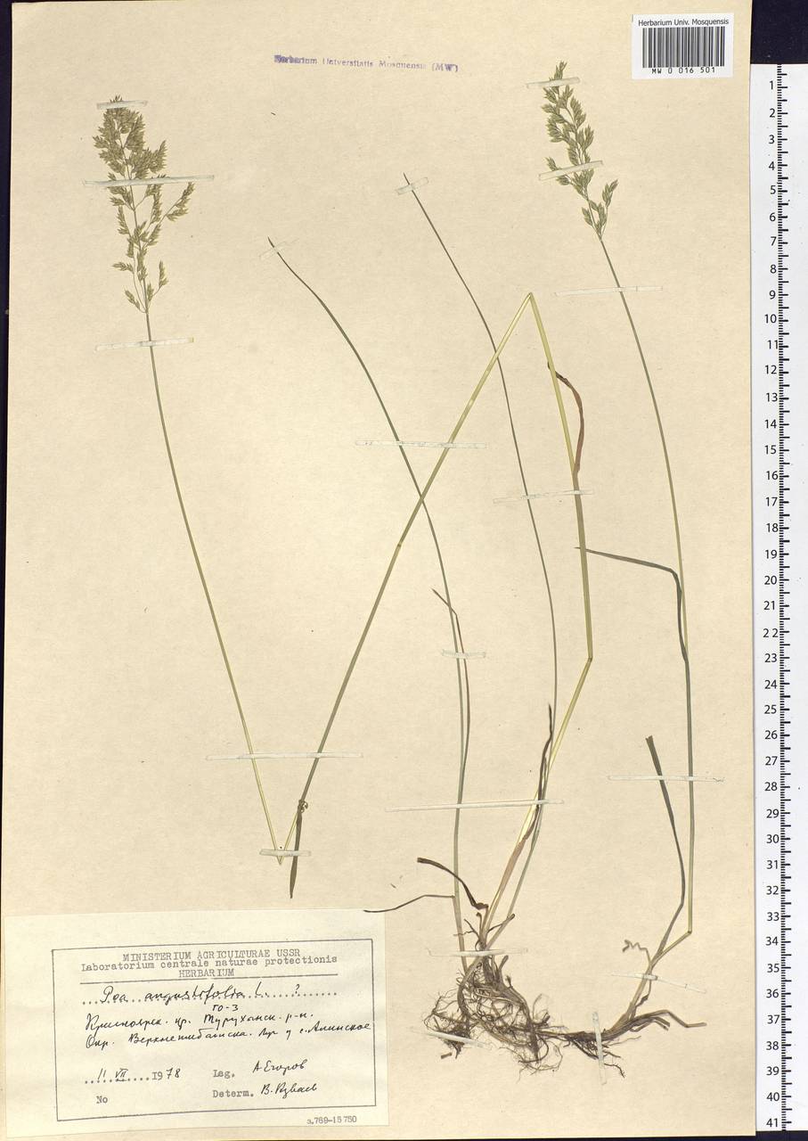 Poa angustifolia L., Siberia, Central Siberia (S3) (Russia)