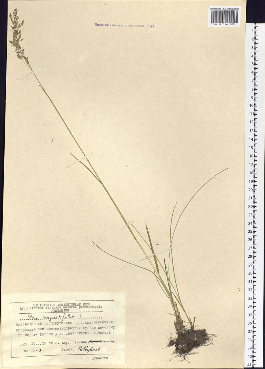 Poa angustifolia L., Siberia, Central Siberia (S3) (Russia)