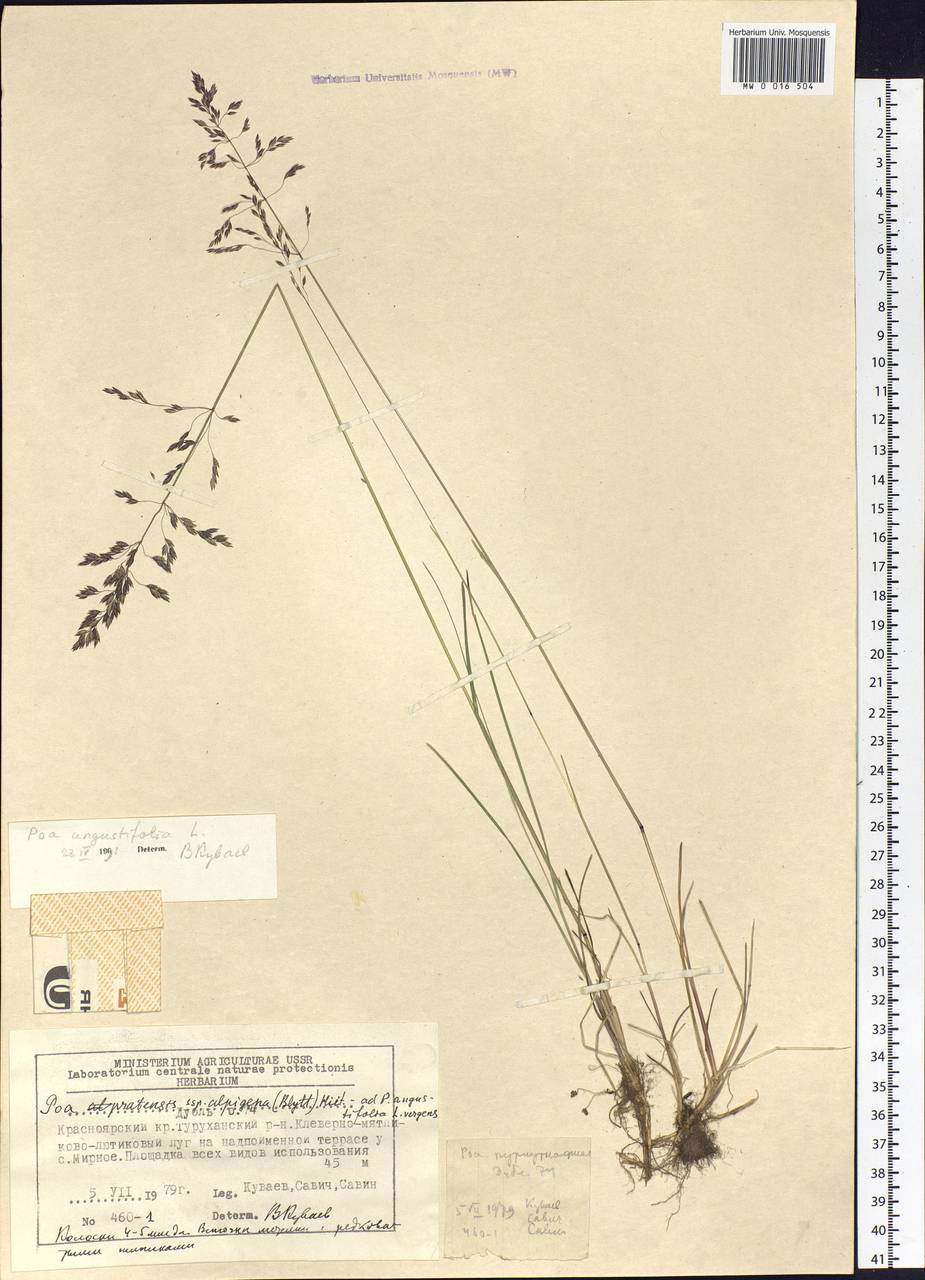 Poa angustifolia L., Siberia, Central Siberia (S3) (Russia)