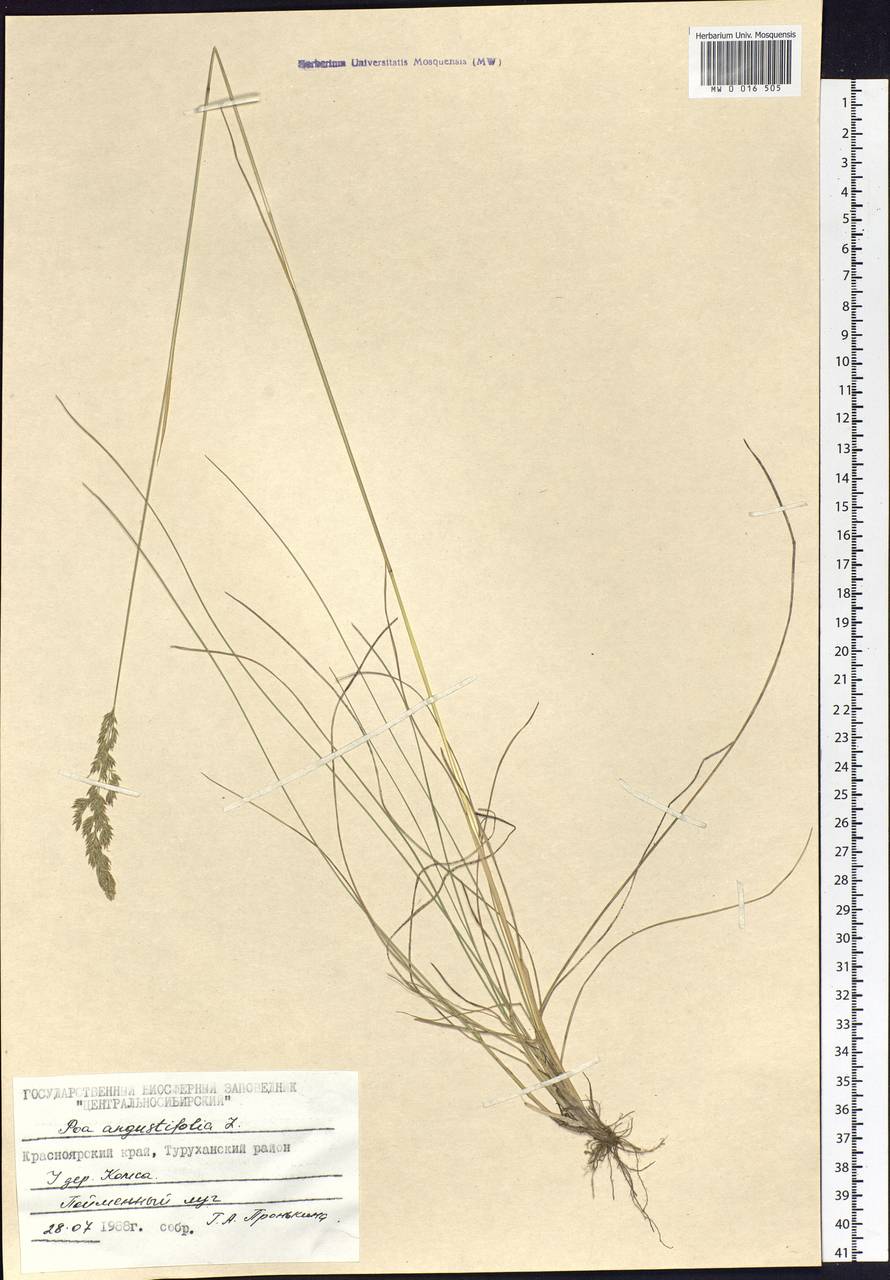 Poa angustifolia L., Siberia, Central Siberia (S3) (Russia)