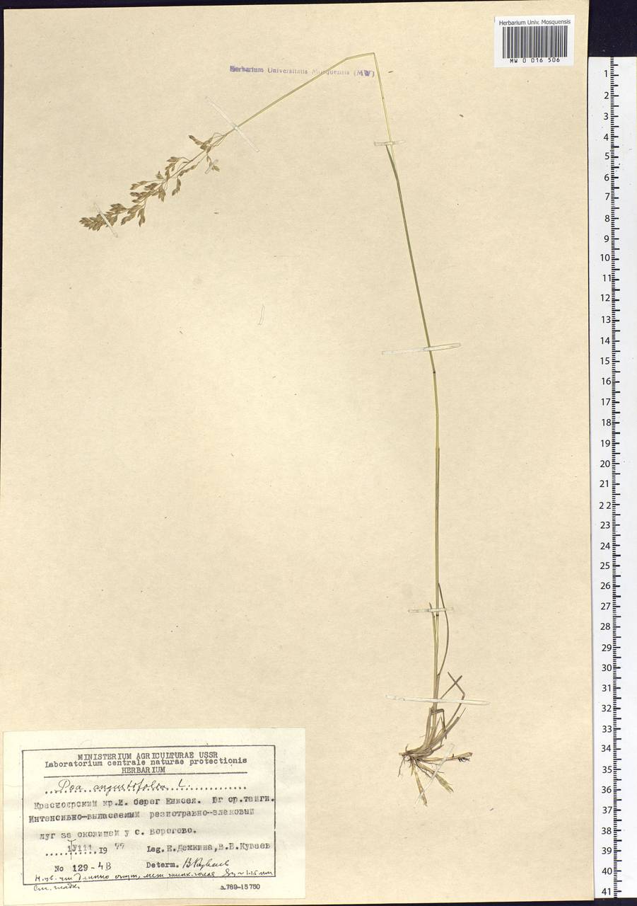 Poa angustifolia L., Siberia, Central Siberia (S3) (Russia)