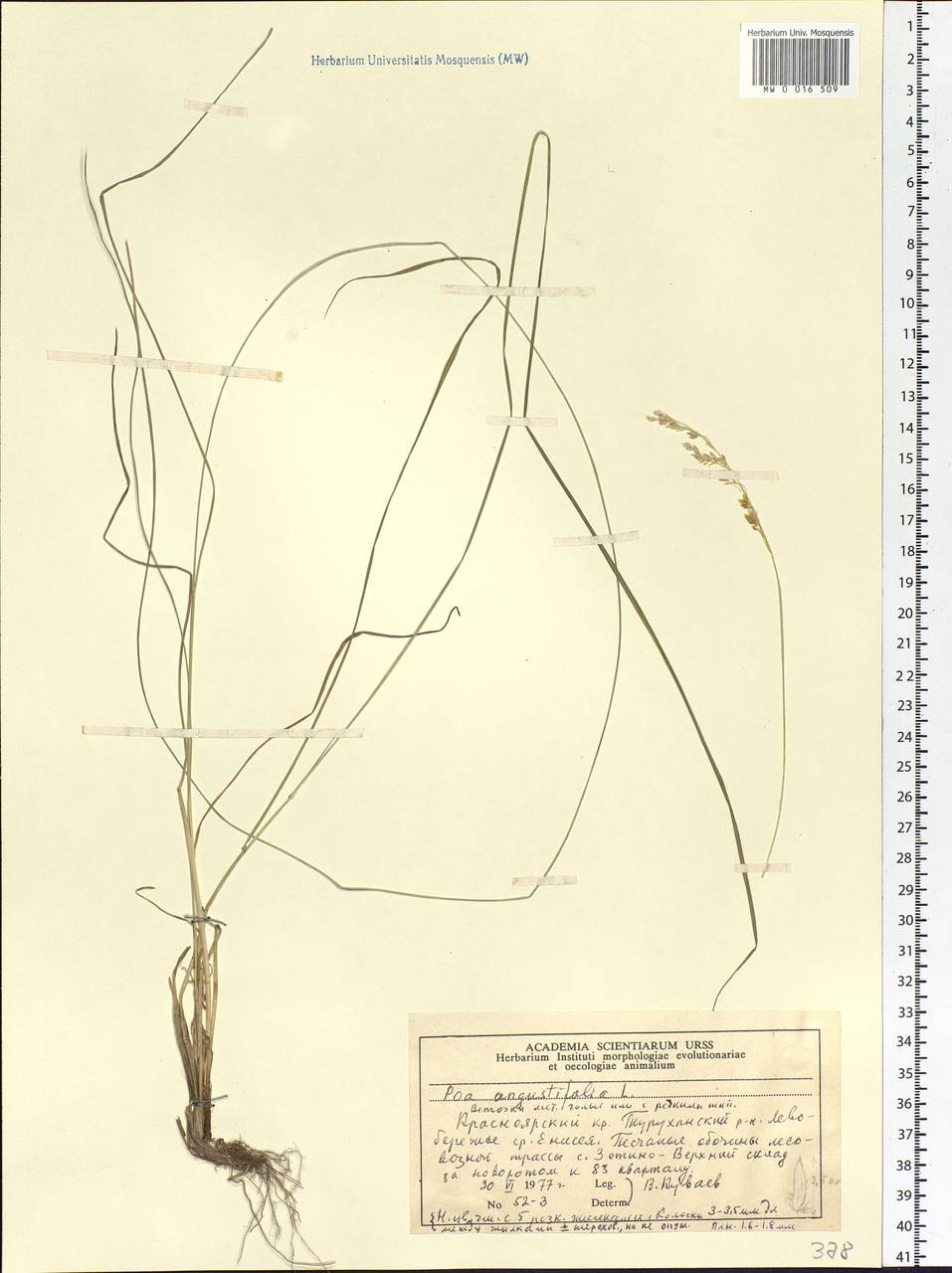 Poa angustifolia L., Siberia, Central Siberia (S3) (Russia)