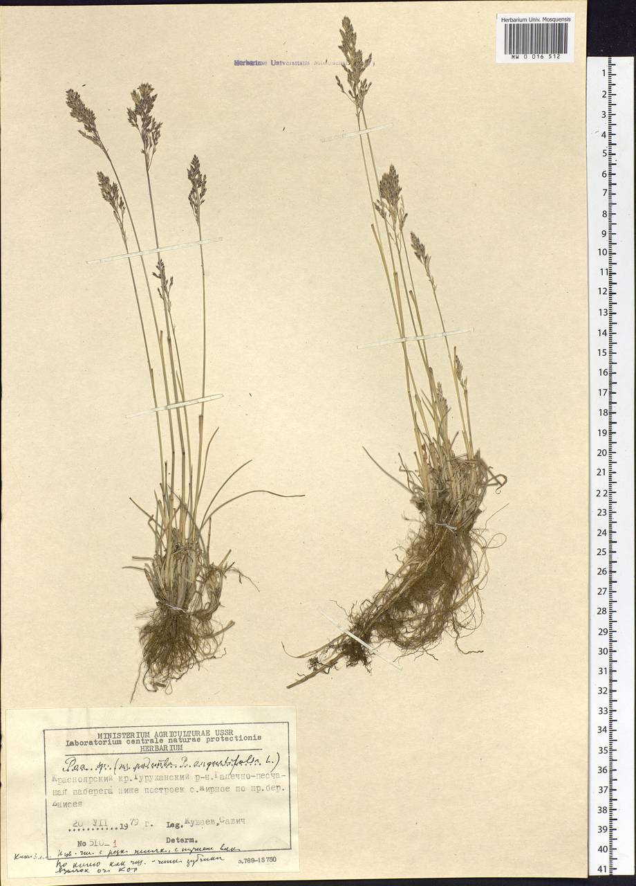 Poa angustifolia L., Siberia, Central Siberia (S3) (Russia)