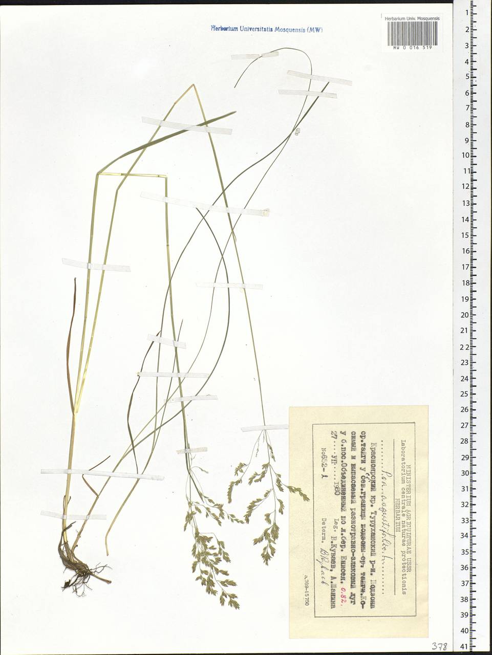 Poa angustifolia L., Siberia, Central Siberia (S3) (Russia)