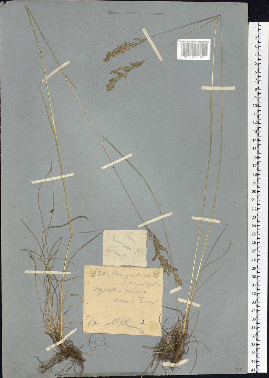 Poa angustifolia L., Siberia, Western (Kazakhstan) Altai Mountains (S2a) (Kazakhstan)