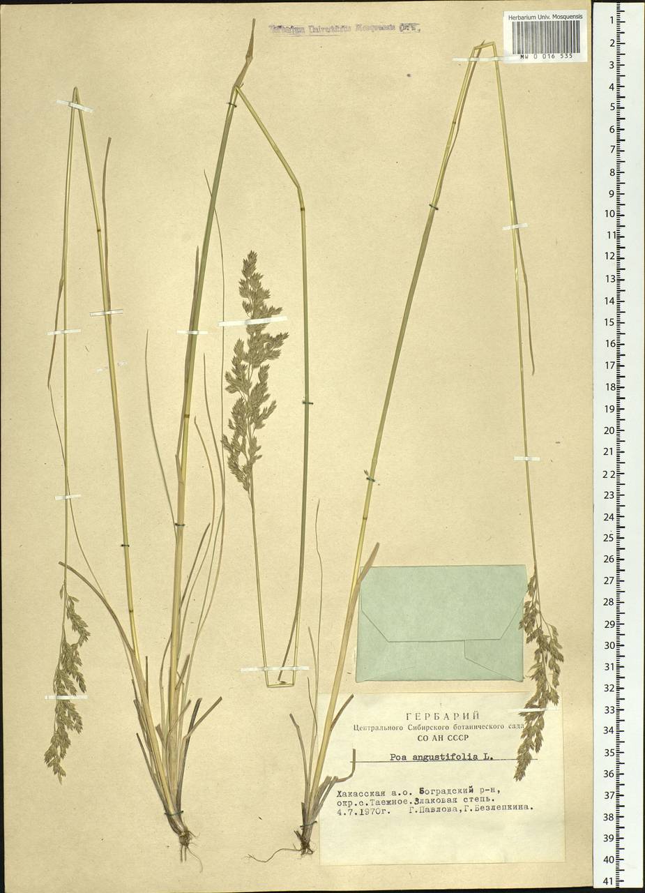 Poa angustifolia L., Siberia, Altai & Sayany Mountains (S2) (Russia)