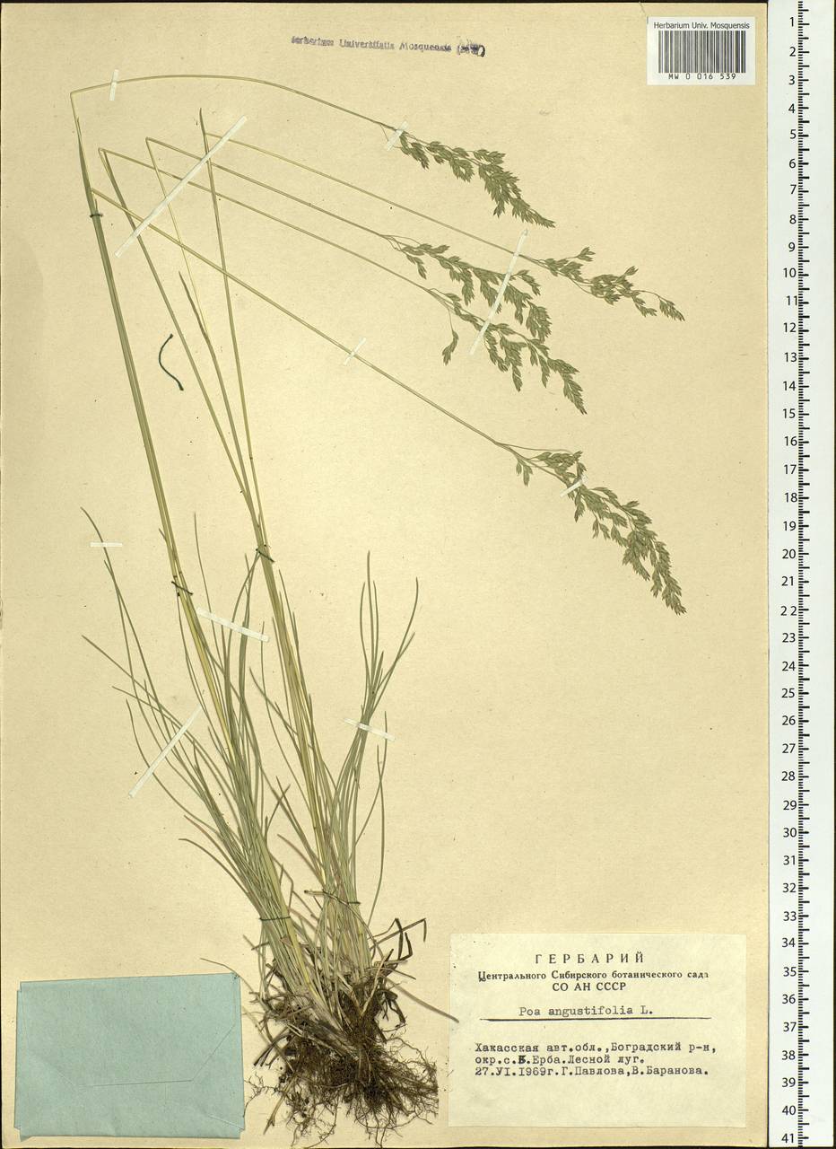 Poa angustifolia L., Siberia, Altai & Sayany Mountains (S2) (Russia)