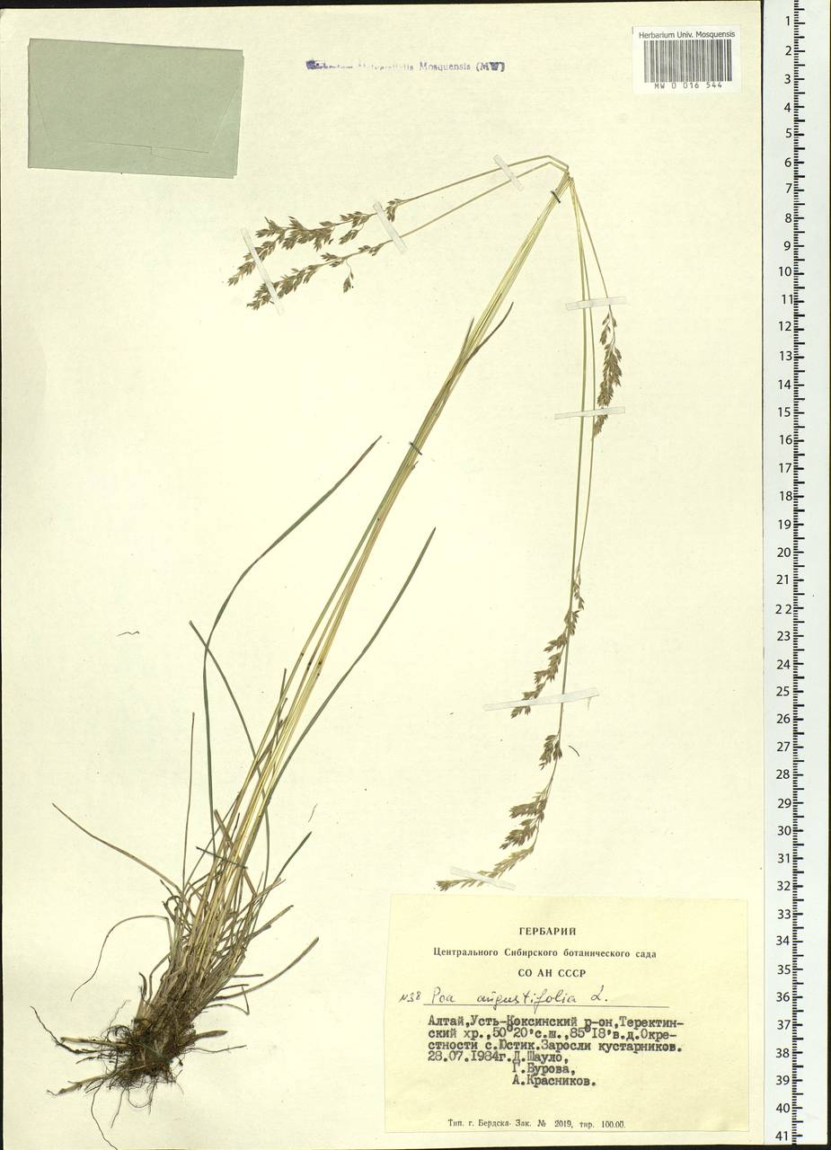 Poa angustifolia L., Siberia, Altai & Sayany Mountains (S2) (Russia)