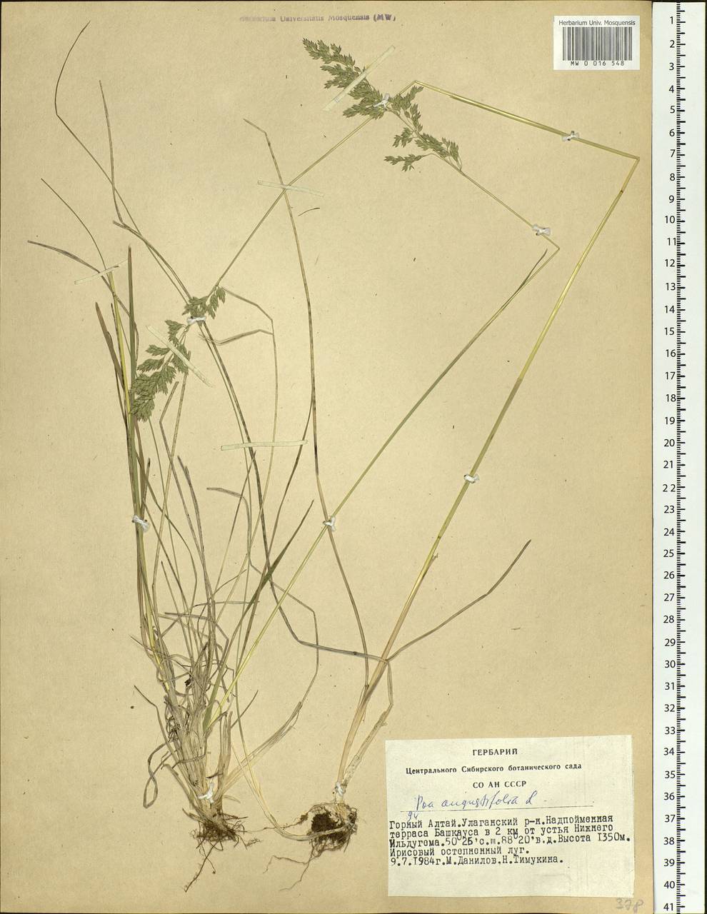 Poa angustifolia L., Siberia, Altai & Sayany Mountains (S2) (Russia)