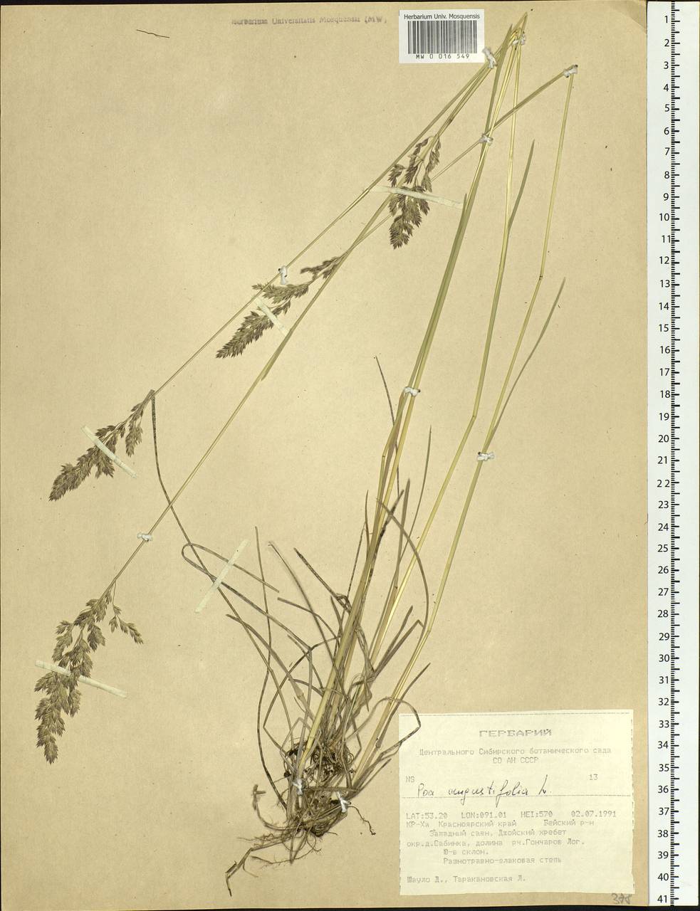 Poa angustifolia L., Siberia, Altai & Sayany Mountains (S2) (Russia)