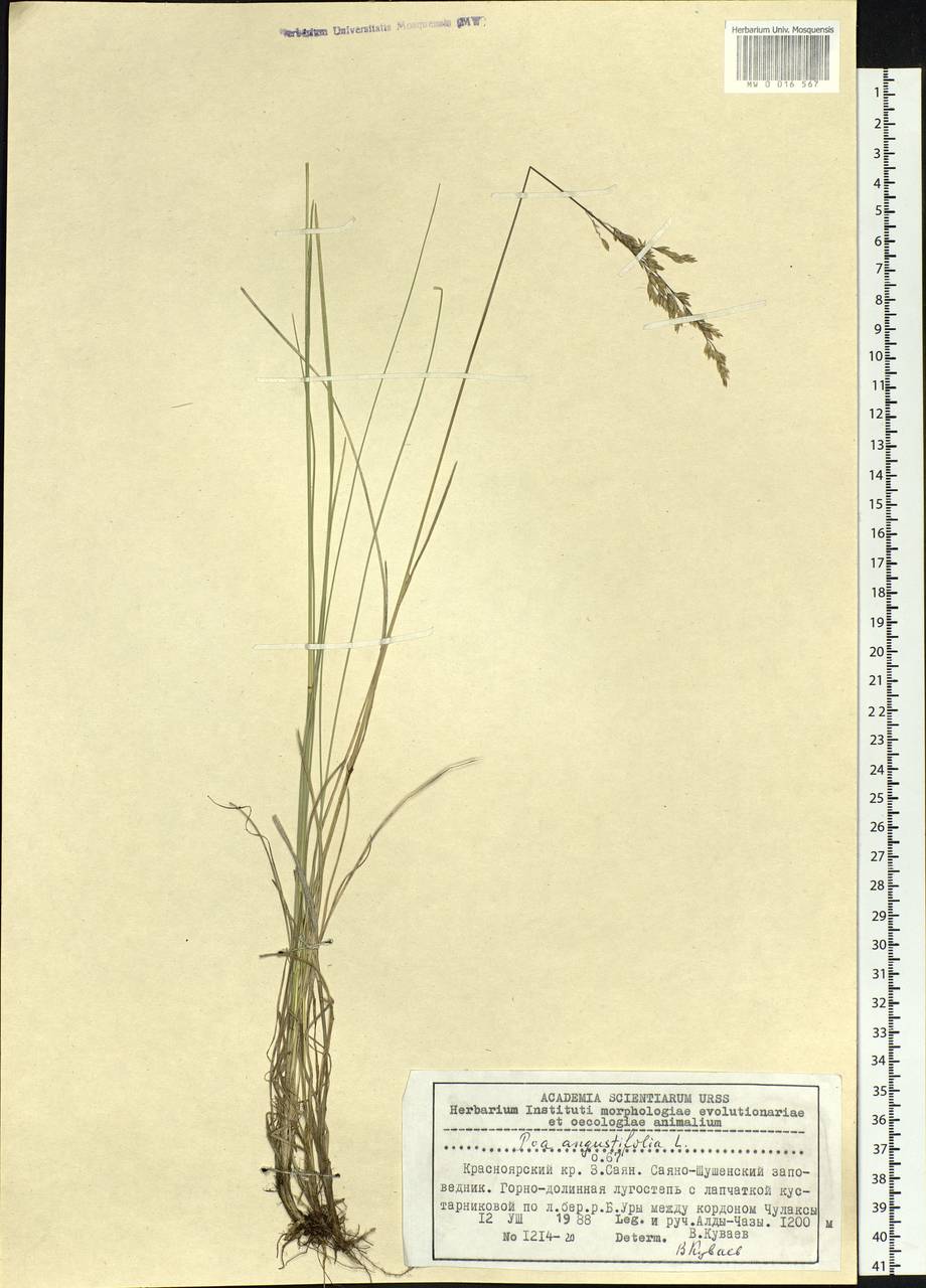Poa angustifolia L., Siberia, Altai & Sayany Mountains (S2) (Russia)