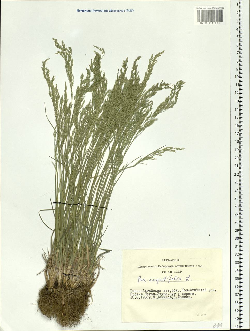 Poa angustifolia L., Siberia, Altai & Sayany Mountains (S2) (Russia)