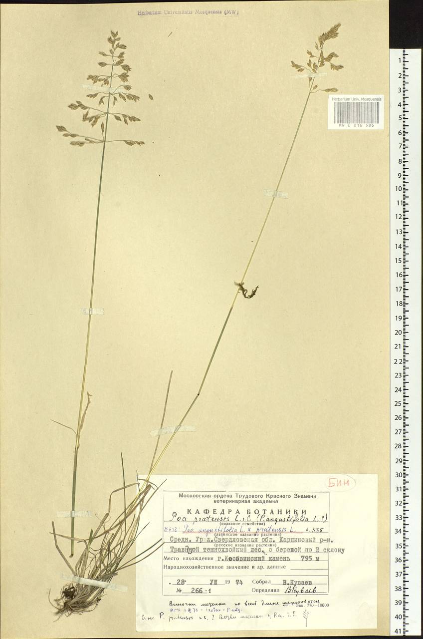 Poa angustifolia L., Eastern Europe, Eastern region (E10) (Russia)