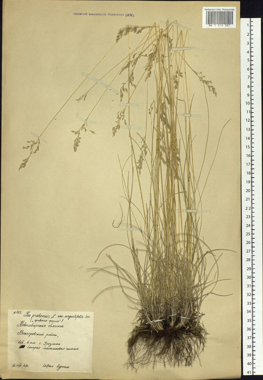 Poa angustifolia L., Siberia, Western Siberia (S1) (Russia)