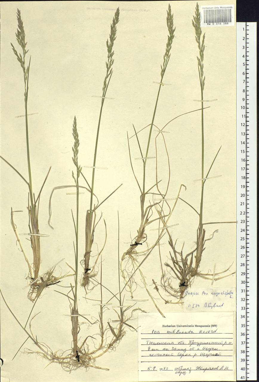 Poa angustifolia L., Siberia, Western Siberia (S1) (Russia)