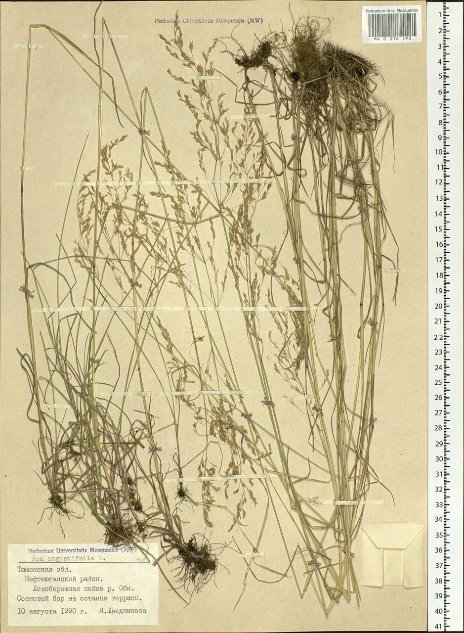 Poa angustifolia L., Siberia, Western Siberia (S1) (Russia)