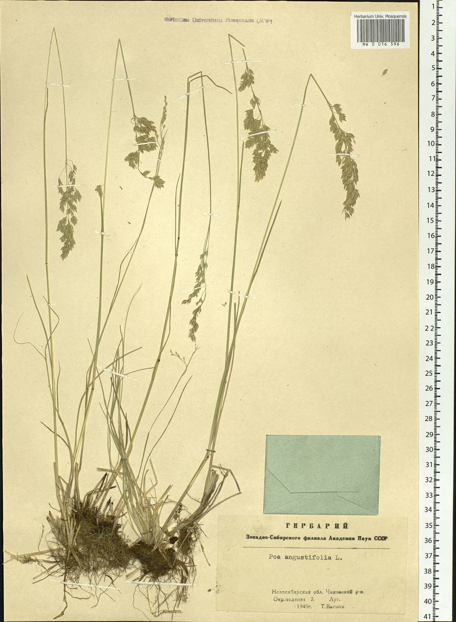 Poa angustifolia L., Siberia, Western Siberia (S1) (Russia)