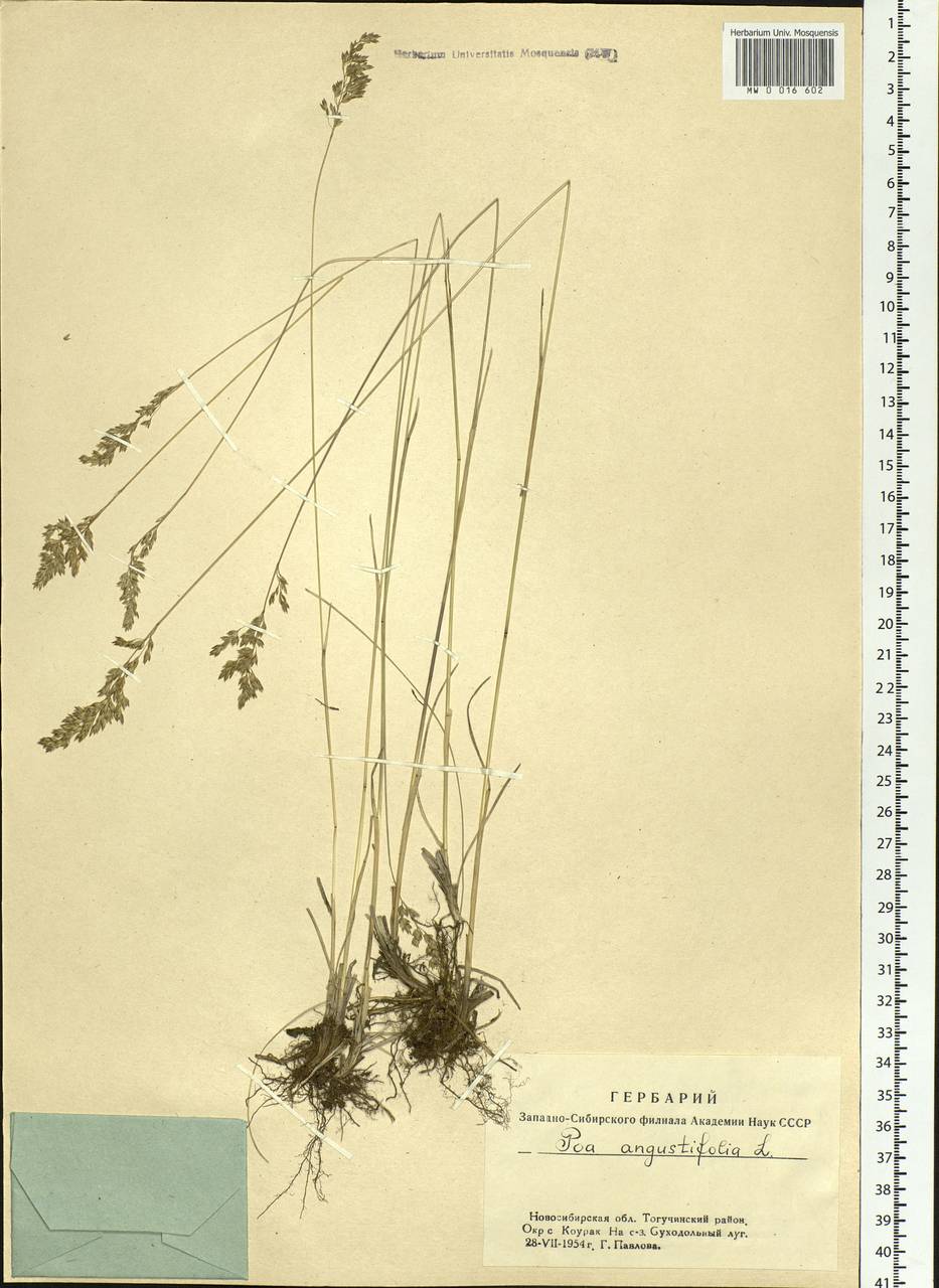 Poa angustifolia L., Siberia, Western Siberia (S1) (Russia)