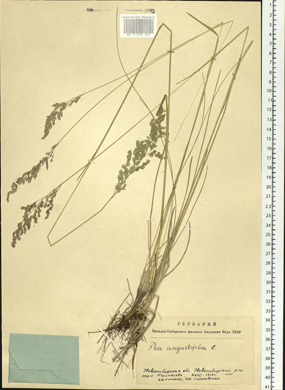 Poa angustifolia L., Siberia, Western Siberia (S1) (Russia)