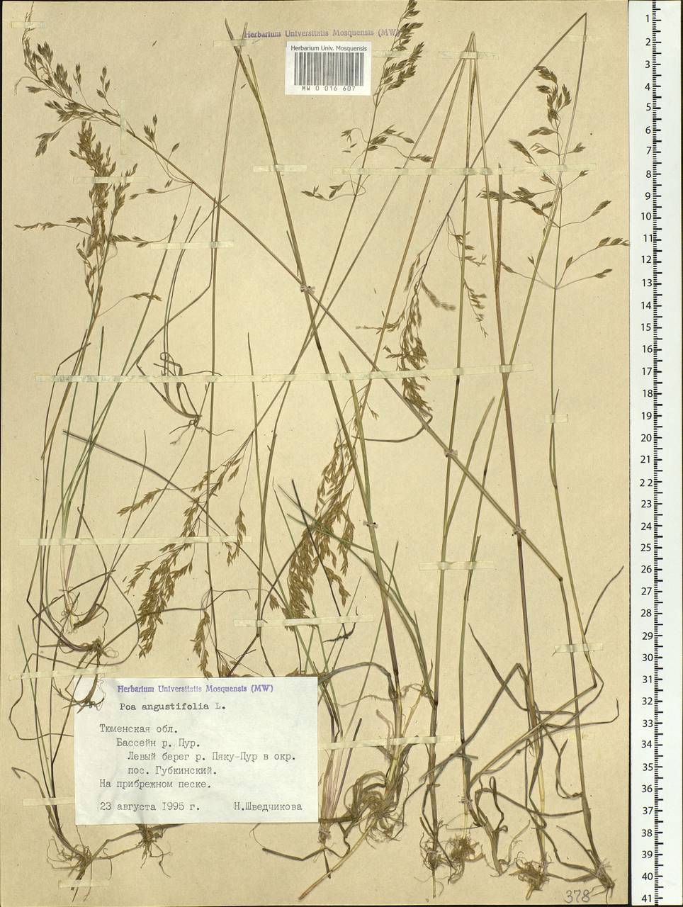 Poa angustifolia L., Siberia, Western Siberia (S1) (Russia)