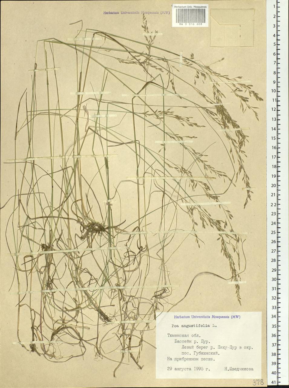 Poa angustifolia L., Siberia, Western Siberia (S1) (Russia)