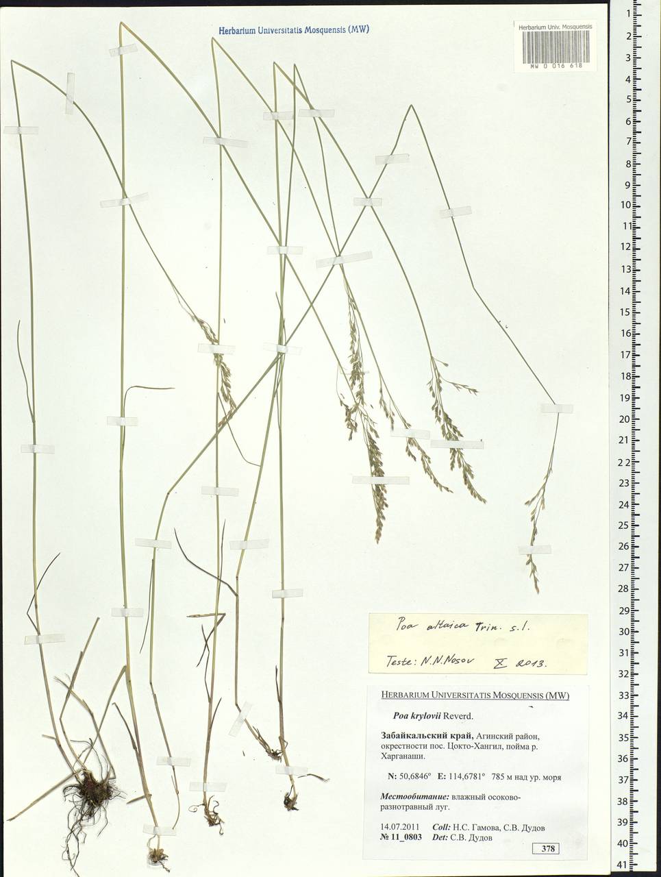 Poa glauca subsp. altaica (Trin.) Olonova & G.H.Zhu, Siberia, Baikal & Transbaikal region (S4) (Russia)
