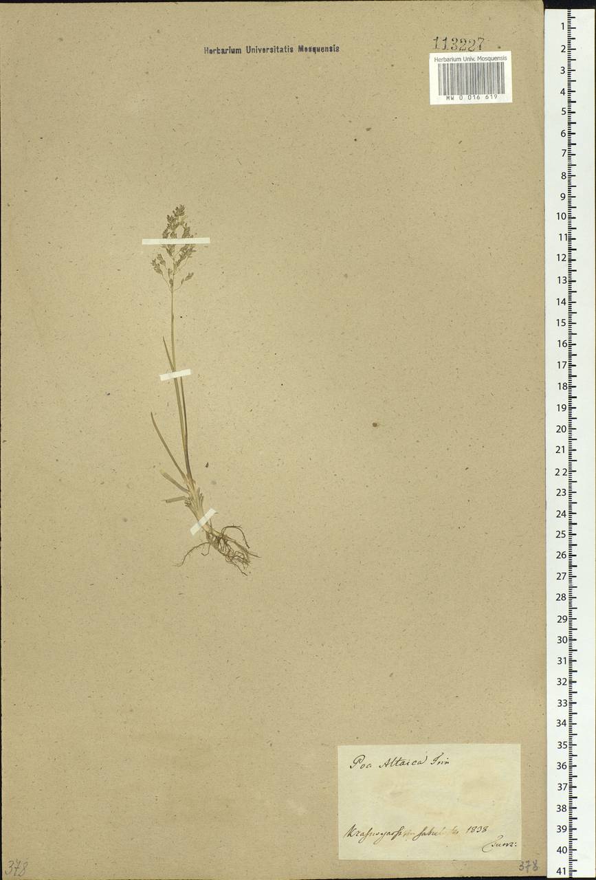 Poa glauca subsp. altaica (Trin.) Olonova & G.H.Zhu, Siberia, Central Siberia (S3) (Russia)