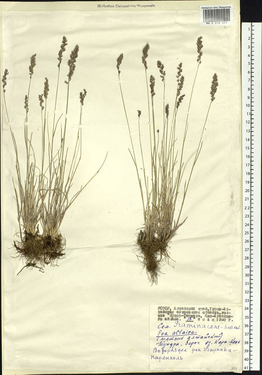 Poa glauca subsp. altaica (Trin.) Olonova & G.H.Zhu, Siberia, Altai & Sayany Mountains (S2) (Russia)