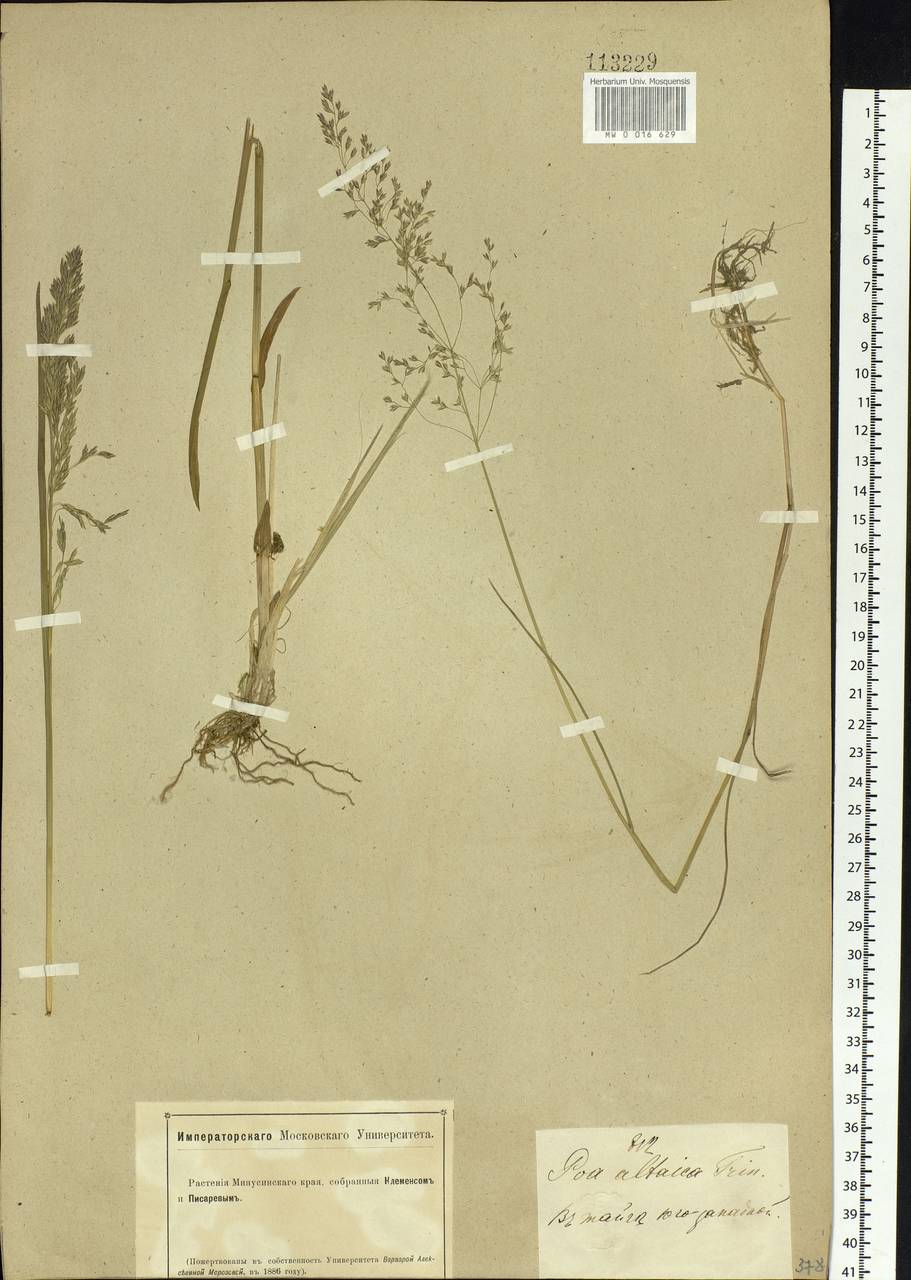 Poa glauca subsp. altaica (Trin.) Olonova & G.H.Zhu, Siberia, Altai & Sayany Mountains (S2) (Russia)