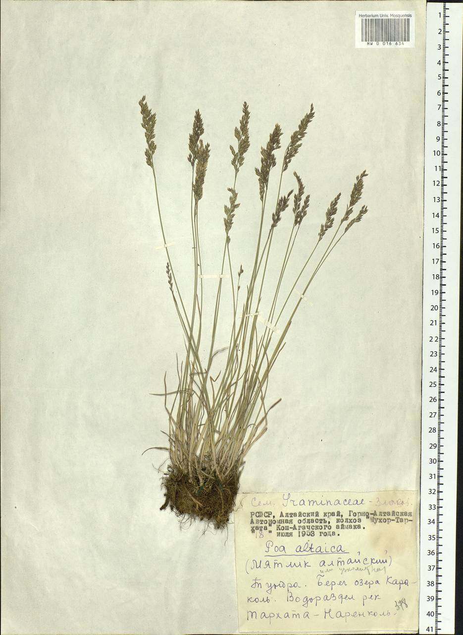 Poa glauca subsp. altaica (Trin.) Olonova & G.H.Zhu, Siberia, Altai & Sayany Mountains (S2) (Russia)