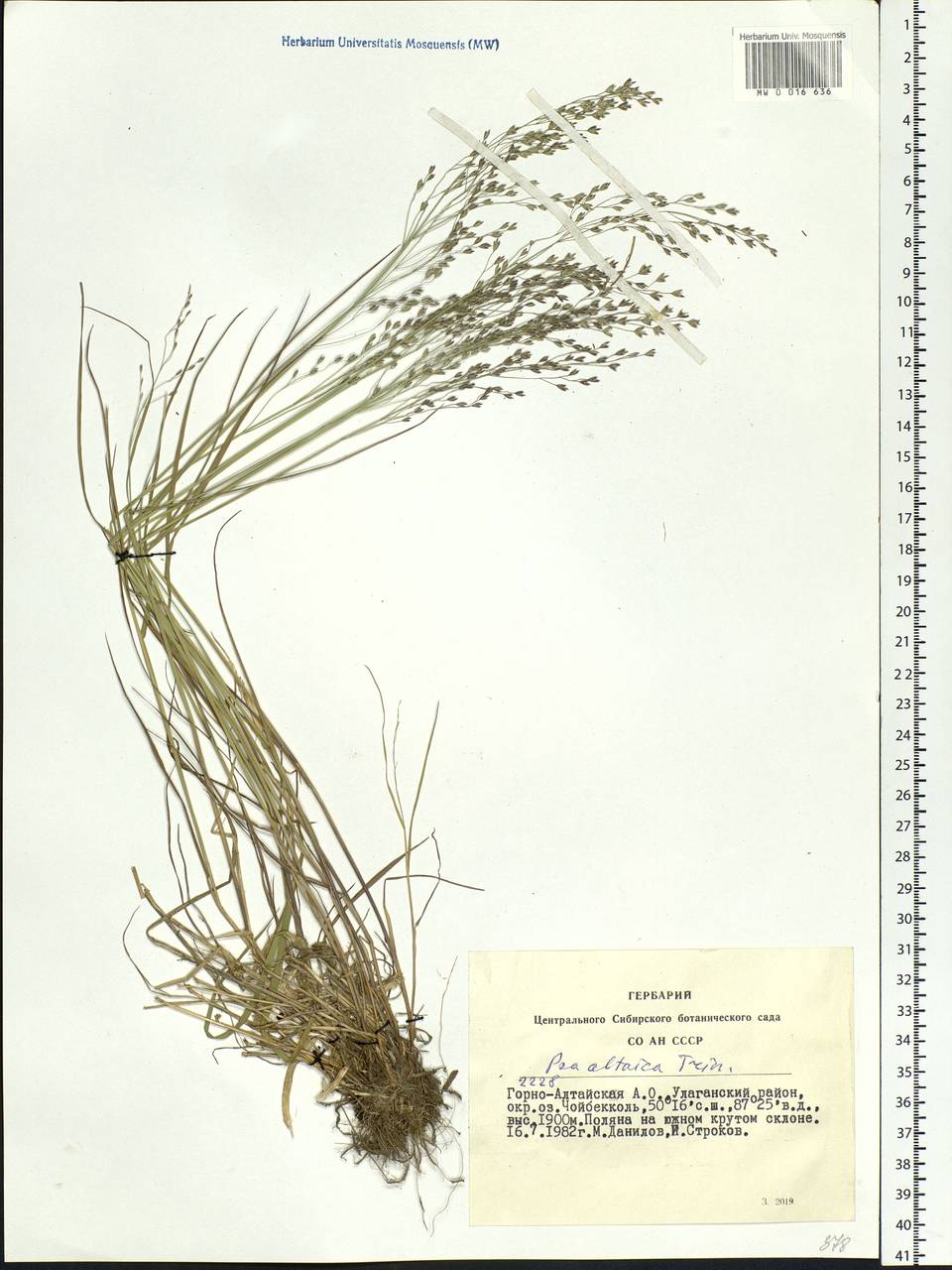 Poa glauca subsp. altaica (Trin.) Olonova & G.H.Zhu, Siberia, Altai & Sayany Mountains (S2) (Russia)