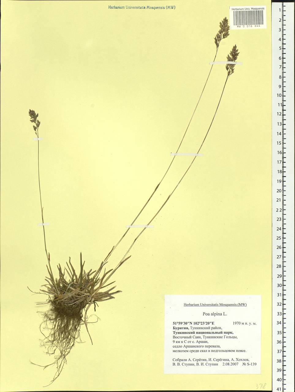 Poa alpina L., Siberia, Baikal & Transbaikal region (S4) (Russia)