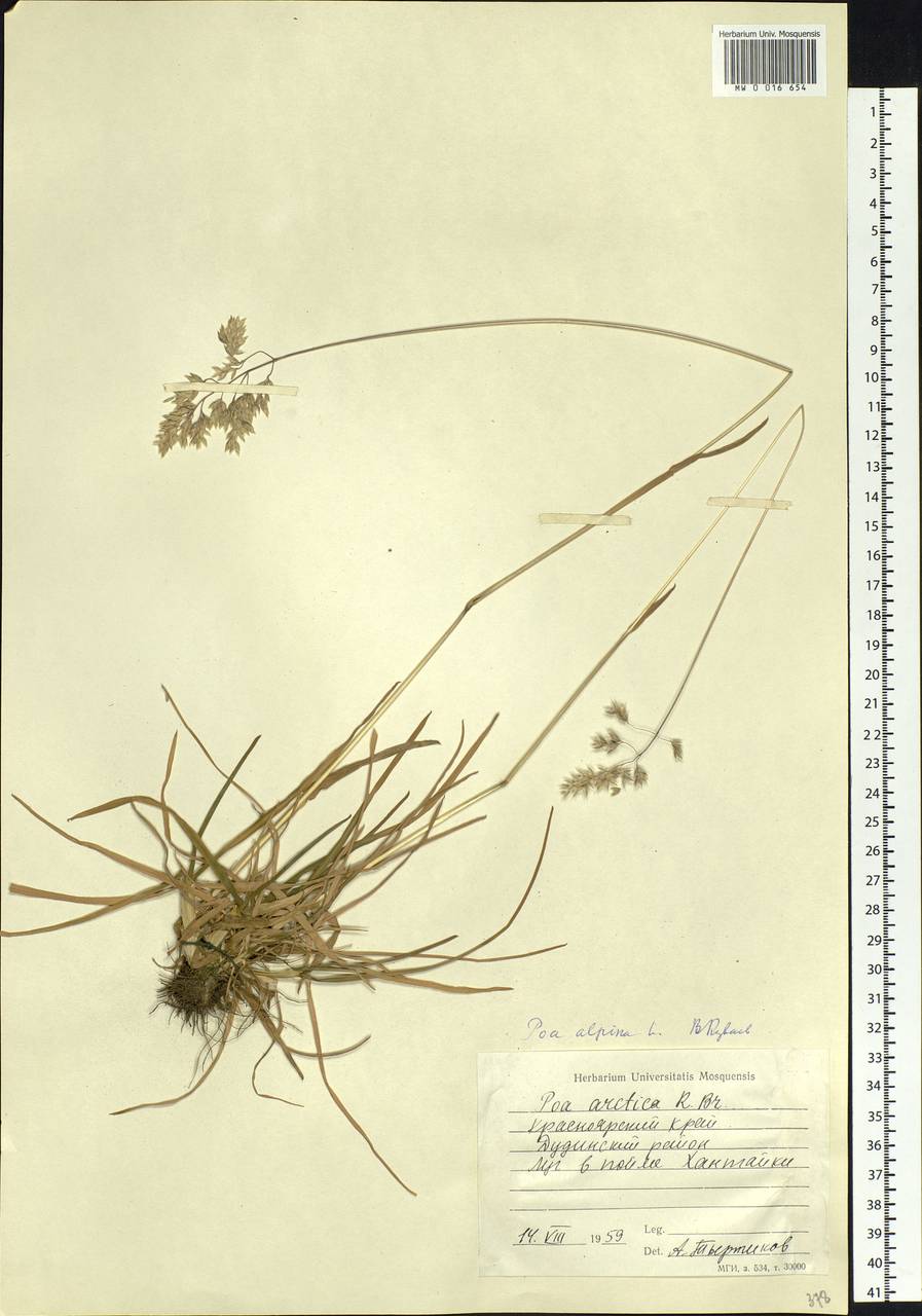 Poa alpina L., Siberia, Central Siberia (S3) (Russia)