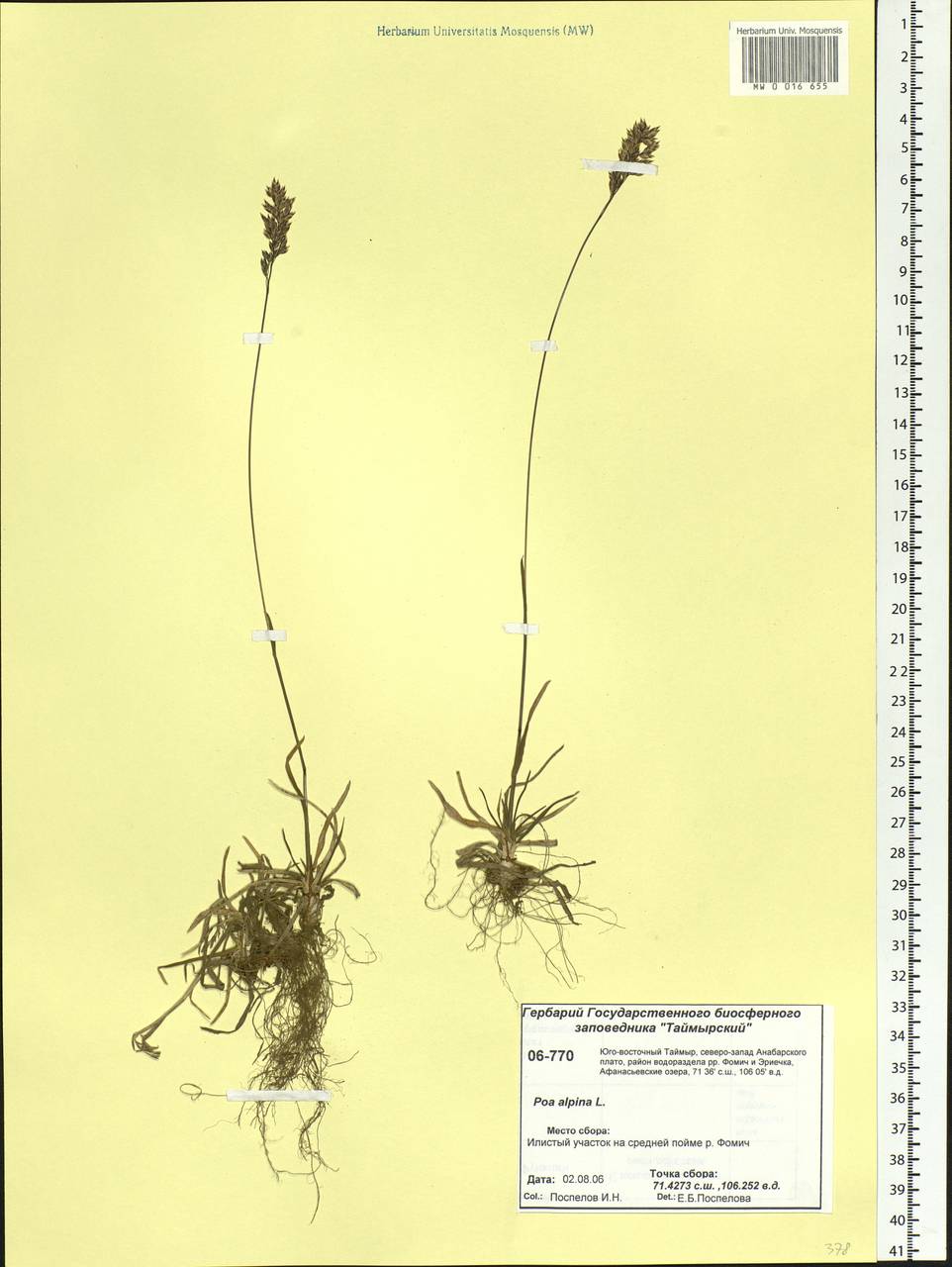 Poa alpina L., Siberia, Central Siberia (S3) (Russia)