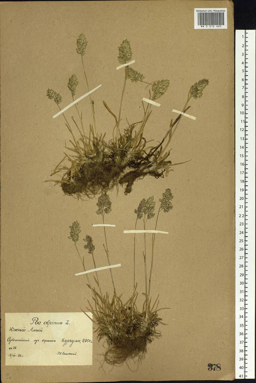 Poa alpina L., Siberia, Western (Kazakhstan) Altai Mountains (S2a) (Kazakhstan)