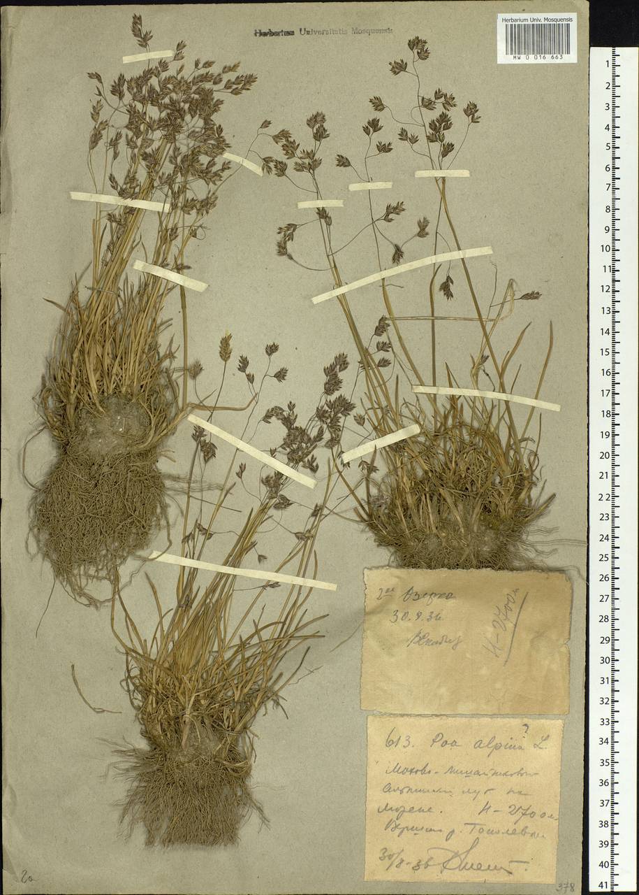 Poa alpina L., Siberia, Western (Kazakhstan) Altai Mountains (S2a) (Kazakhstan)