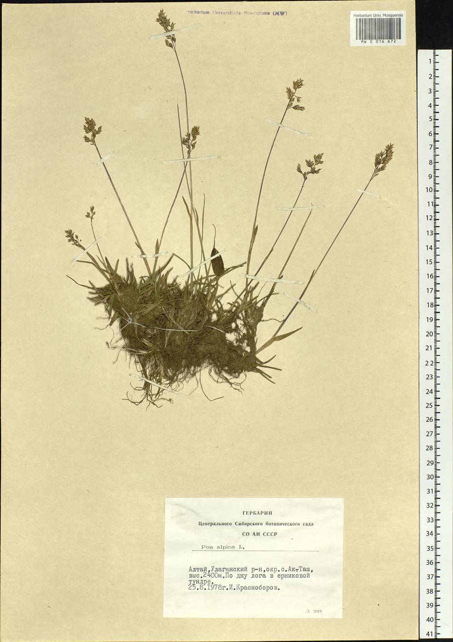 Poa alpina L., Siberia, Altai & Sayany Mountains (S2) (Russia)