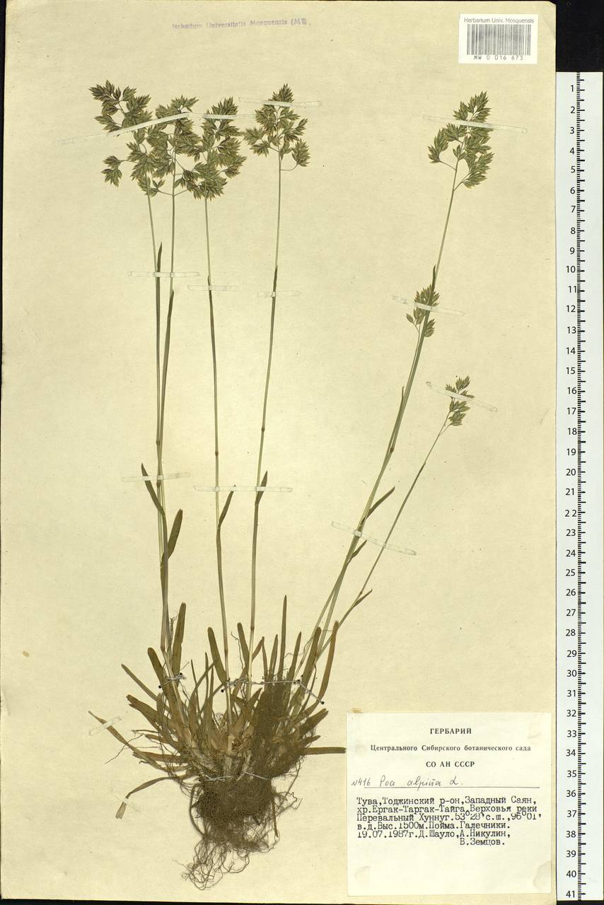 Poa alpina L., Siberia, Altai & Sayany Mountains (S2) (Russia)