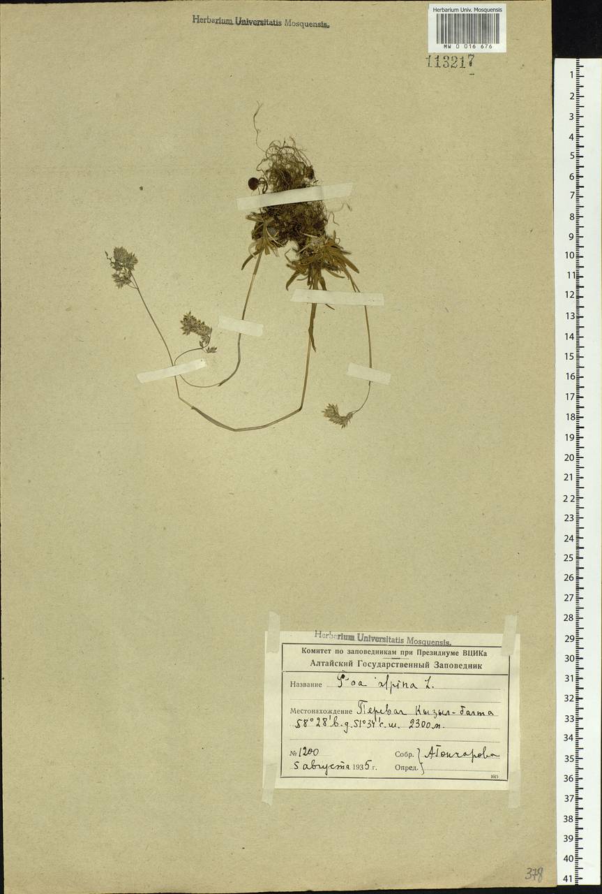 Poa alpina L., Siberia, Altai & Sayany Mountains (S2) (Russia)
