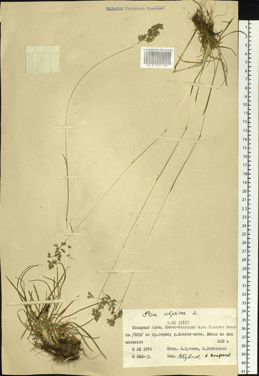 Poa alpina L., Siberia, Western Siberia (S1) (Russia)