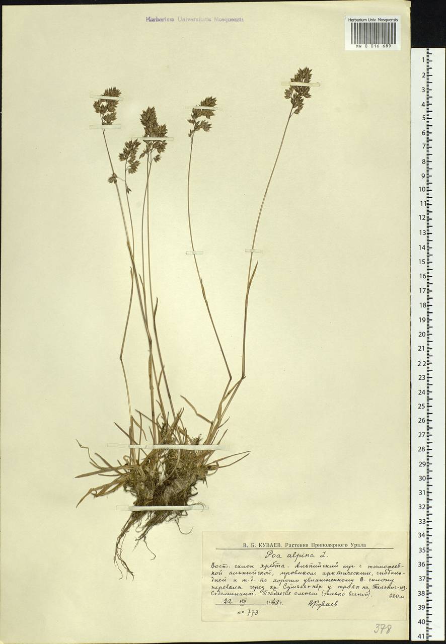 Poa alpina L., Eastern Europe, Northern region (E1) (Russia)
