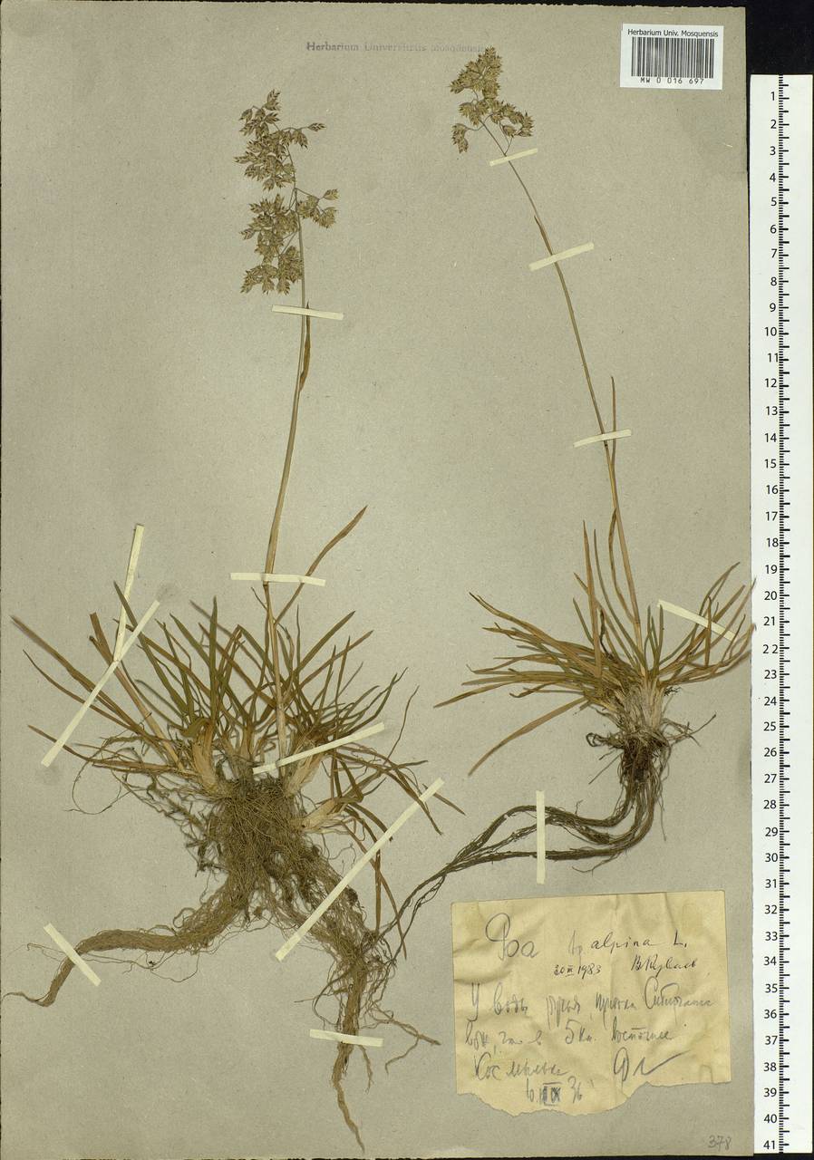 Poa alpina L., Eastern Europe, Northern region (E1) (Russia)