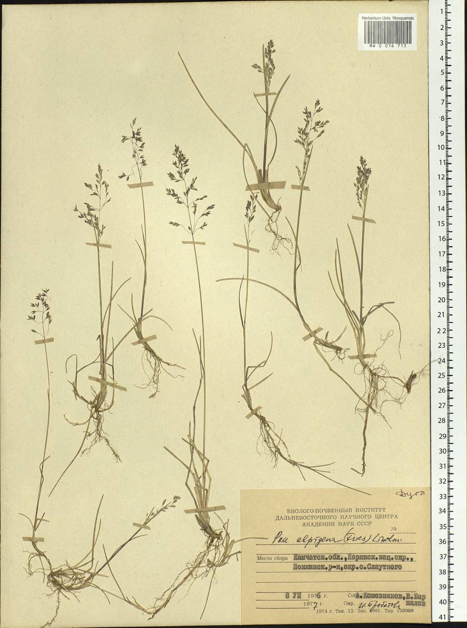 Poa alpigena Lindm., Siberia, Chukotka & Kamchatka (S7) (Russia)