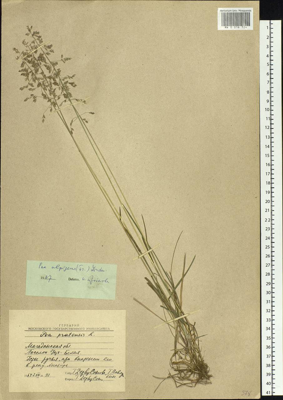 Poa alpigena Lindm., Siberia, Chukotka & Kamchatka (S7) (Russia)