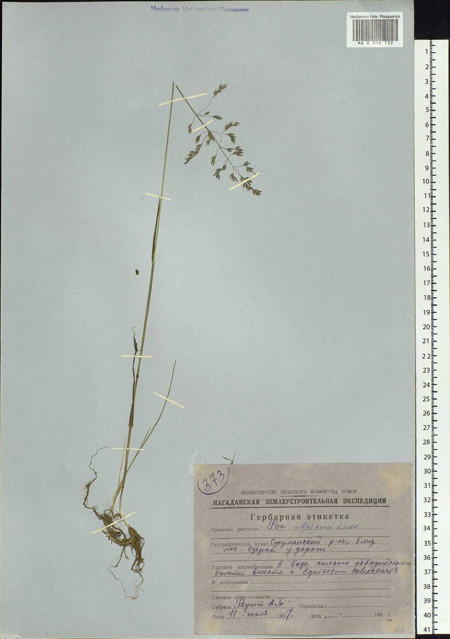 Poa alpigena Lindm., Siberia, Chukotka & Kamchatka (S7) (Russia)