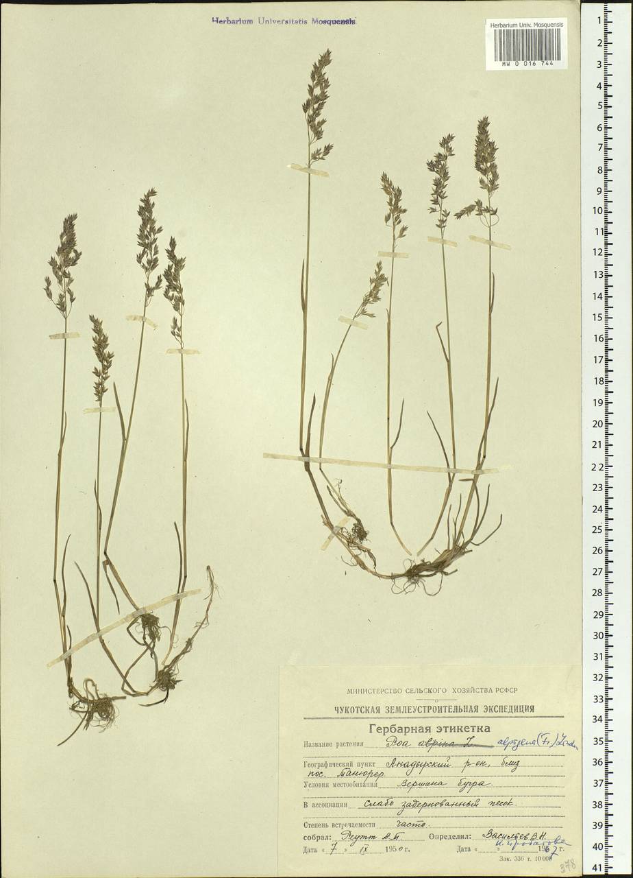 Poa alpigena Lindm., Siberia, Chukotka & Kamchatka (S7) (Russia)