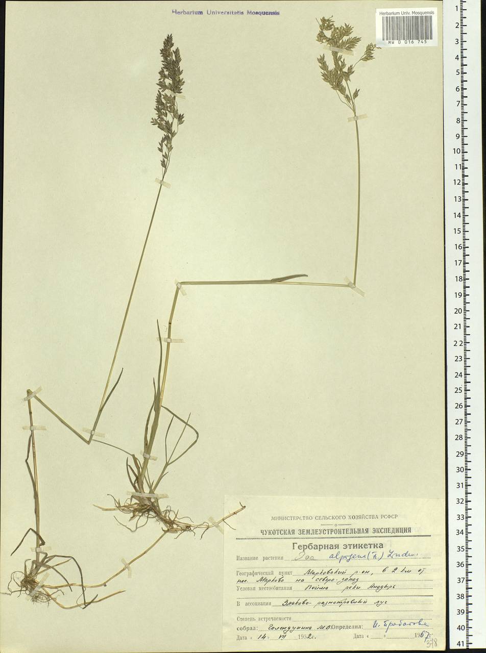 Poa alpigena Lindm., Siberia, Chukotka & Kamchatka (S7) (Russia)