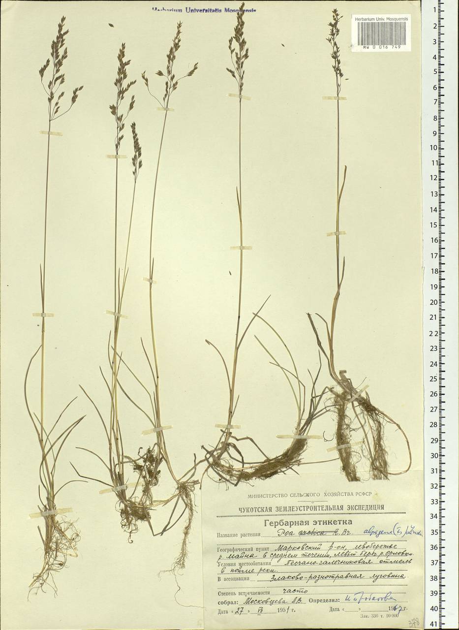 Poa alpigena Lindm., Siberia, Chukotka & Kamchatka (S7) (Russia)