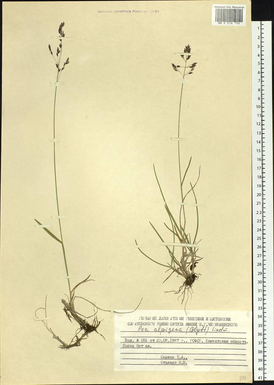 Poa alpigena Lindm., Siberia, Chukotka & Kamchatka (S7) (Russia)