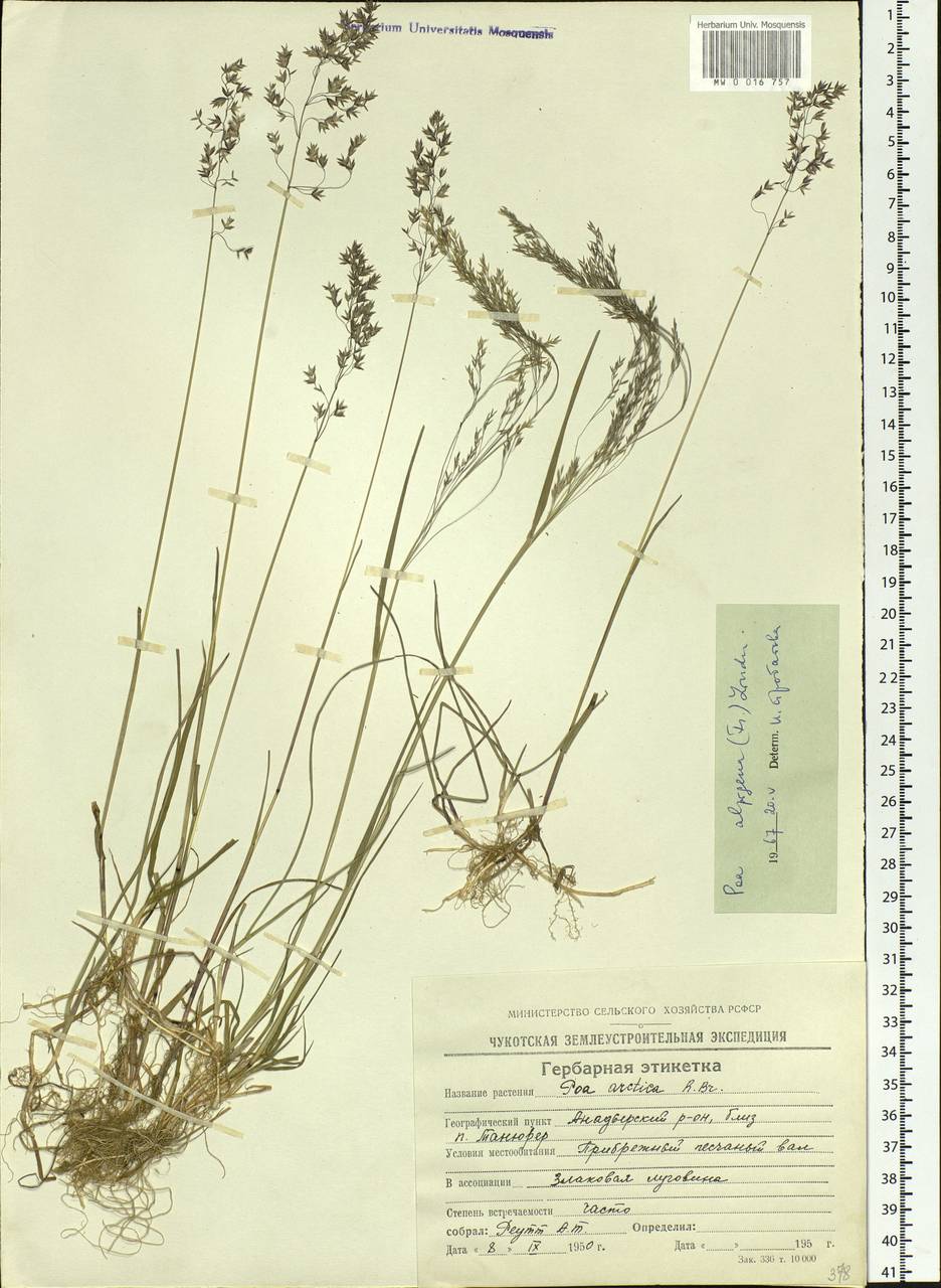 Poa alpigena Lindm., Siberia, Chukotka & Kamchatka (S7) (Russia)